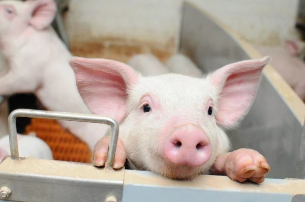 Researchers Propose Using Copper Balls in Pig Feed to Improve Their Health