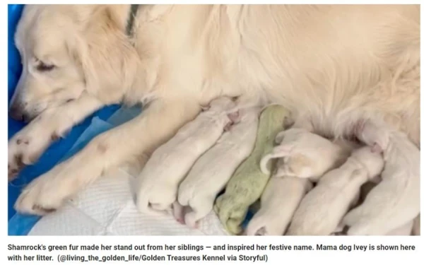 In the USA, a golden retriever became the mother of a puppy with green fur