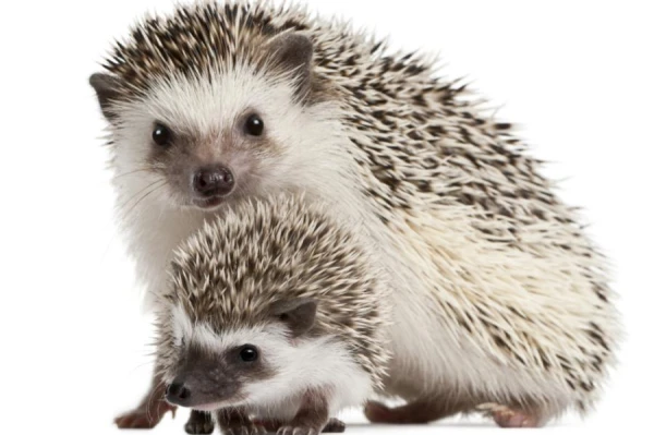 Scientists Identify Mistakes in Caring for Dwarf Hedgehogs