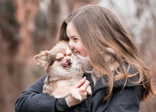 When a Puppy Can Be Transitioned to Commercial Food