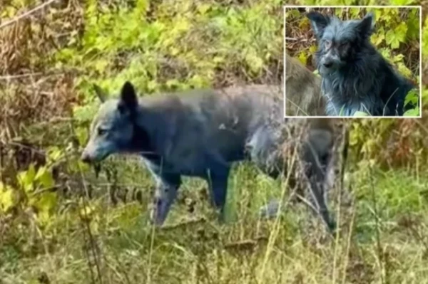 How Did Dogs Mutate in the Chernobyl Zone? An Expert Explains