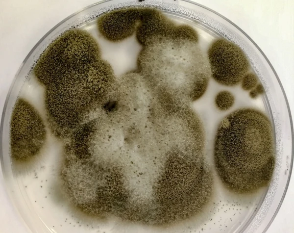 Chernobyl Mushroom: The Amazing Life at the Epicenter of the Disaster and Its Incredible Abilities