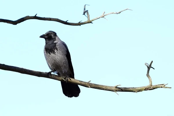 Crows in Jurmala Have Started Attacking Bald Men. What Is Behind This Dislike?