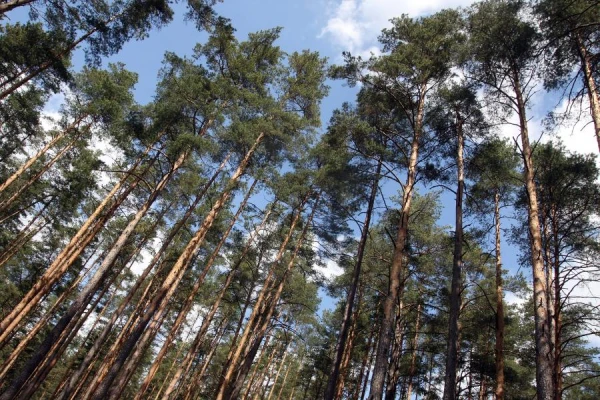 Activists in Jūrmala Plan to Plant 1000 Pines. But Why?