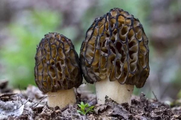 Is it possible to collect morels in the forests of Latvia?