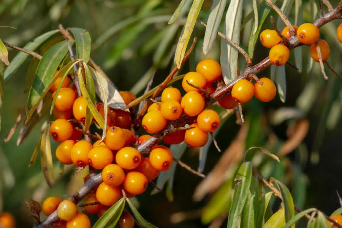 Chinese Scientists Discover Natural Way to Control Blood Sugar