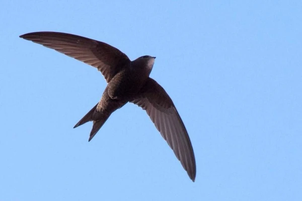 Why do black swifts fly to great heights during a full moon?