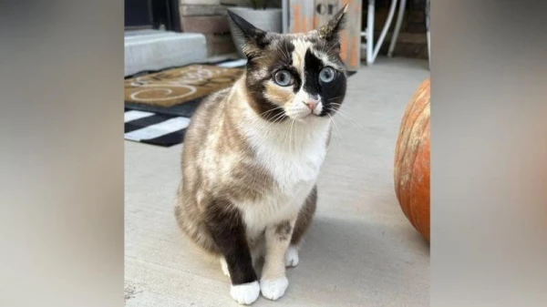 A Cat from the USA Was Accidentally Sent by Mail. The Owner Traveled a Thousand Kilometers to Get Her Back