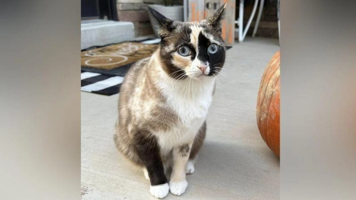 A Cat from the USA Was Accidentally Sent by Mail. The Owner Traveled a Thousand Kilometers to Get Her Back
