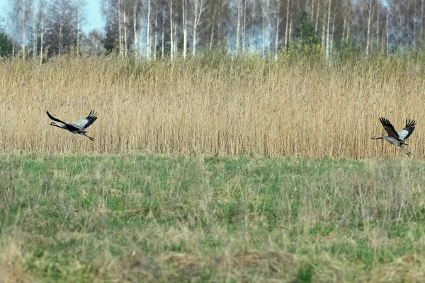 On Tuesday, a cold northern wind will continue to blow