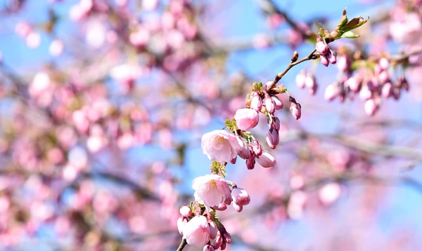 Weather Swings in May: From Warmth to Coolness in Just a Few Days