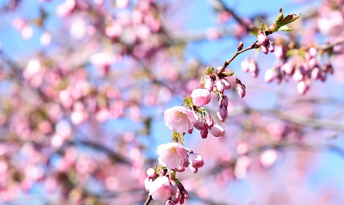 Weather Swings in May: From Warmth to Coolness in Just a Few Days
