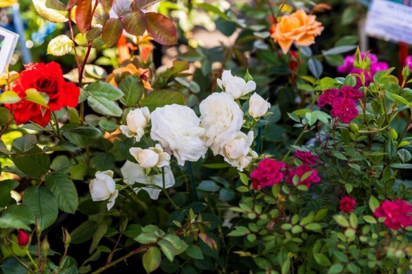 From Idea to Dream Garden – Get Ready for the Dārzs un dzīvesstils 2026 Exhibition at Kipsala!