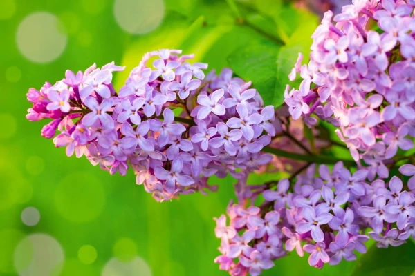 May 2026: Star Forecast for Each Zodiac Sign