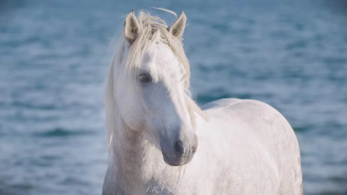 Who are the Camargue horses and where do they live?
