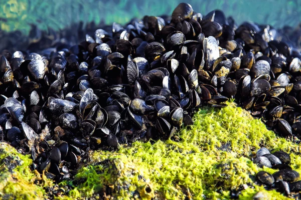 The U.S. is ready to pay $200,000 to save the water supply from invasive mussels