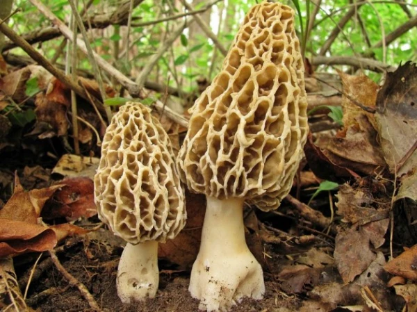 Strings, Not Morels! The First Case of Mushroom Poisoning This Year in Latvia