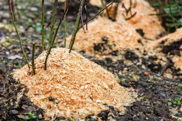 What are the benefits of using sawdust in the garden?