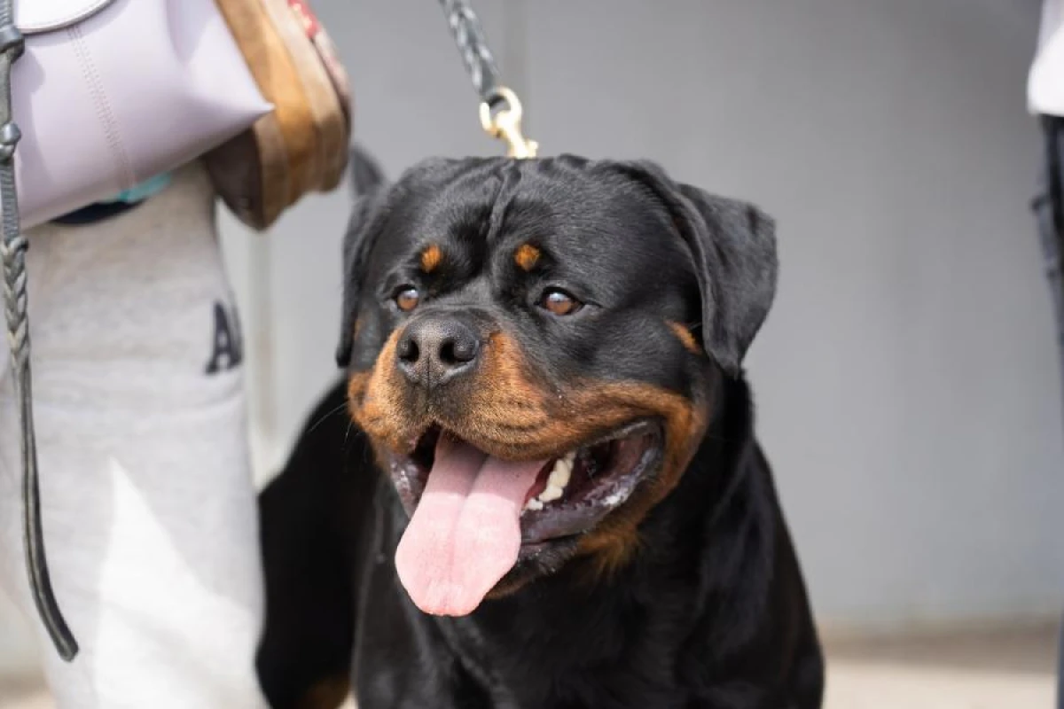 A Ban on Breeding Rottweilers Without Government Permission Introduced in South Korea