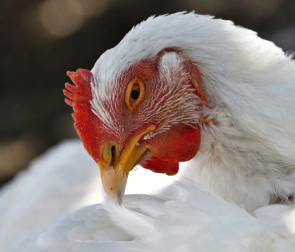 Why Does a Chicken Keep Moving After Its Head Is Cut Off?