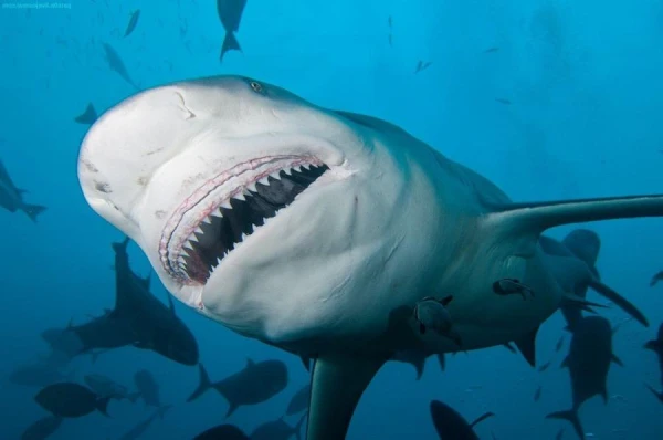 Smart and Dangerous: Sharks as Masters of Killing