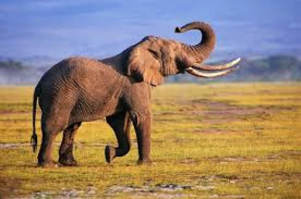 Who Has the Best Sense of Smell? A Comparison of Smellers in the Natural World
