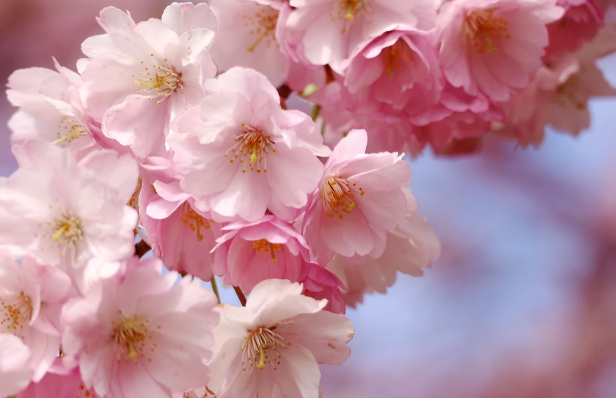 Up to +25 and Thunderstorms: Long Weekends in Latvia Will Be Almost Summery