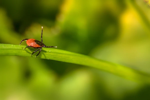 Ticks Are Already Here: Why the Risk Is Higher Than Usual This Year