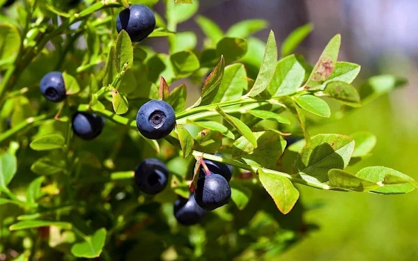 Blueberries for the Brain: A Simple Berry Against Forgetfulness
