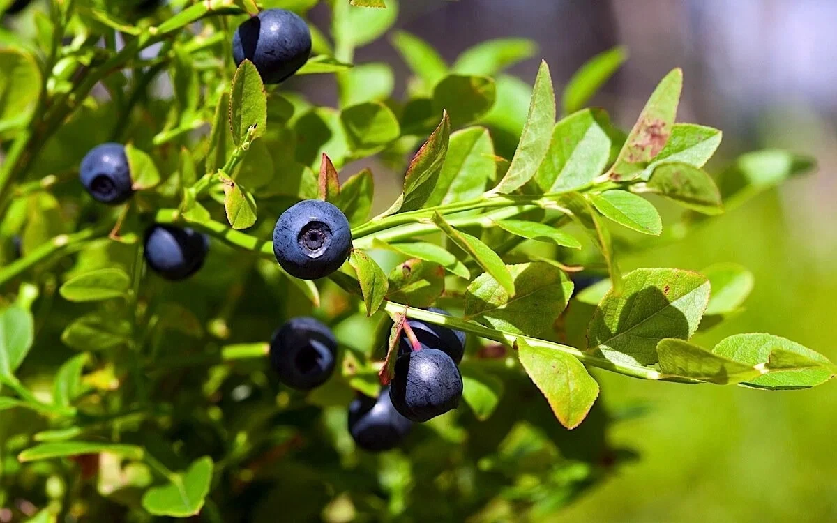 Blueberries for the Brain: A Simple Berry Against Forgetfulness