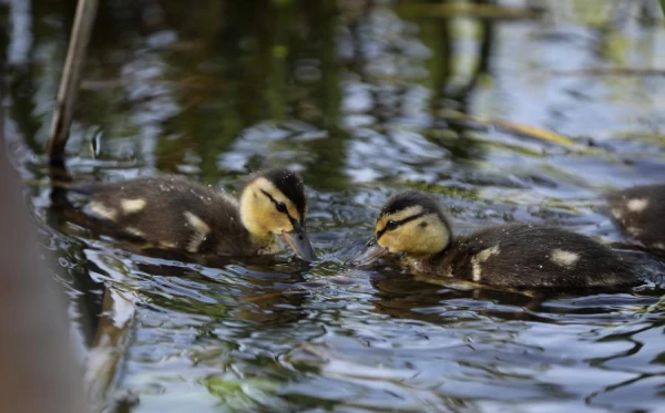 The first day of May will be the warmest, but also the coolest at the same time
