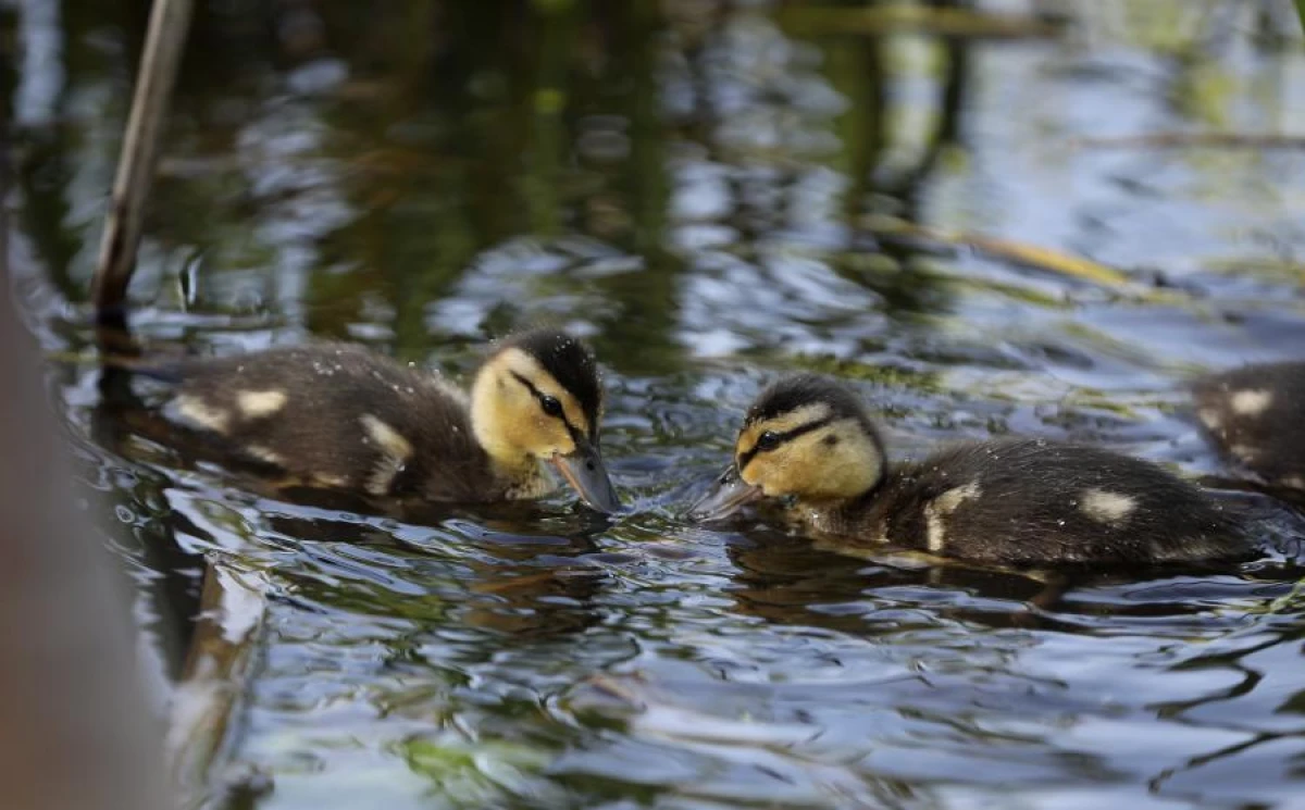 The first day of May will be the warmest, but also the coolest at the same time