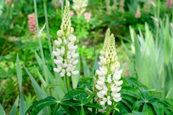 Can white lupin be a substitute for soy?