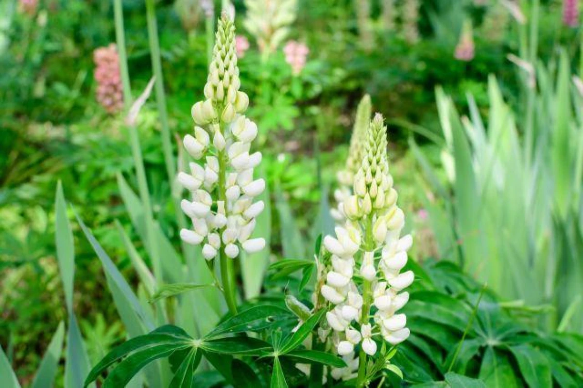 Can white lupin be a substitute for soy?