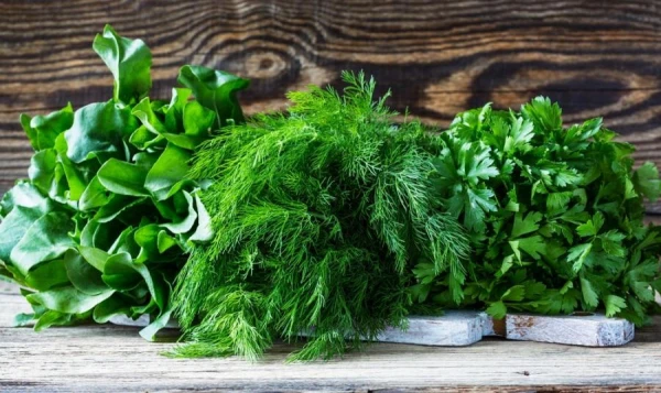 How to Properly Store Greens in the Refrigerator to Keep Them Fresh for a Week