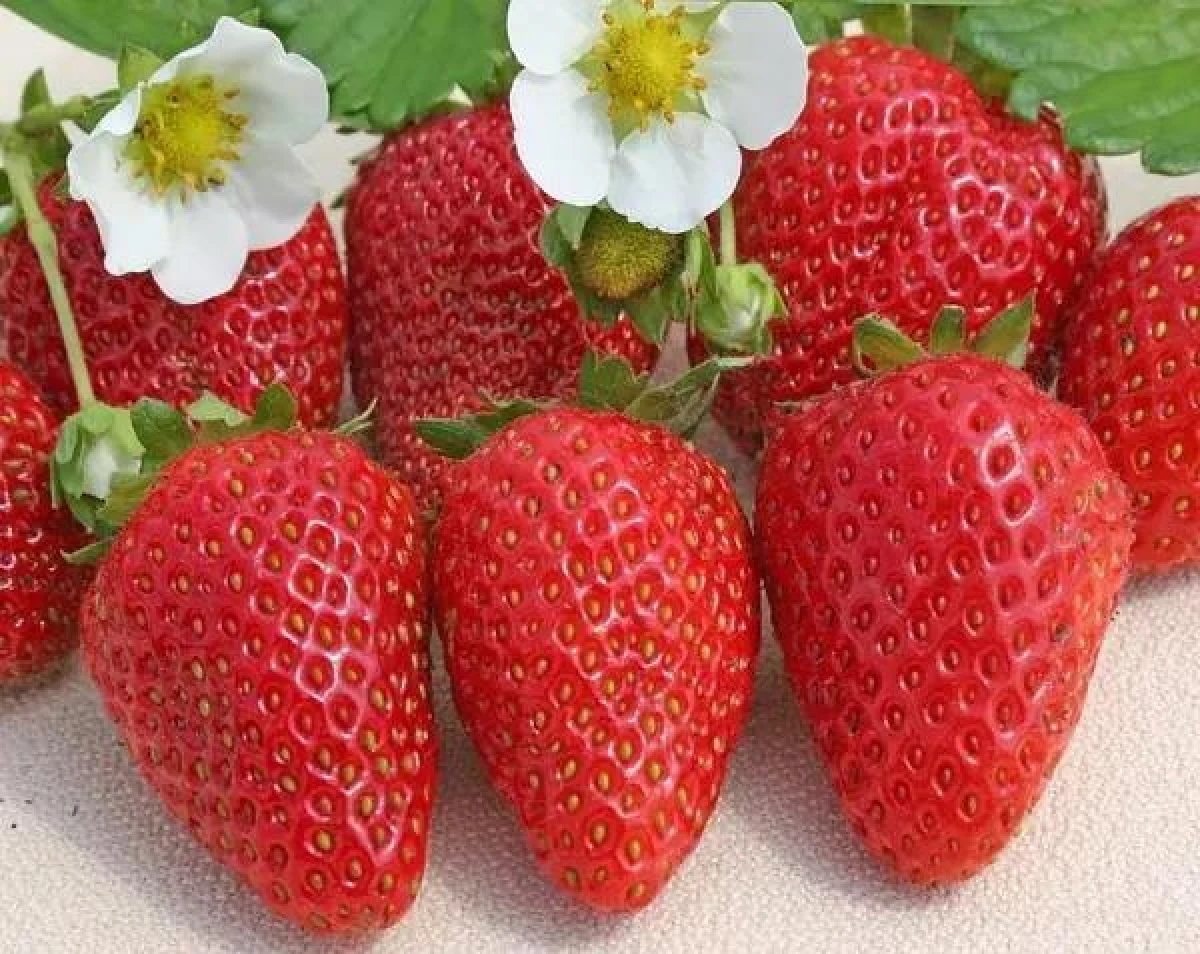 Strawberries: The Key to Health and Beauty That You Should Include in Your Diet More Often
