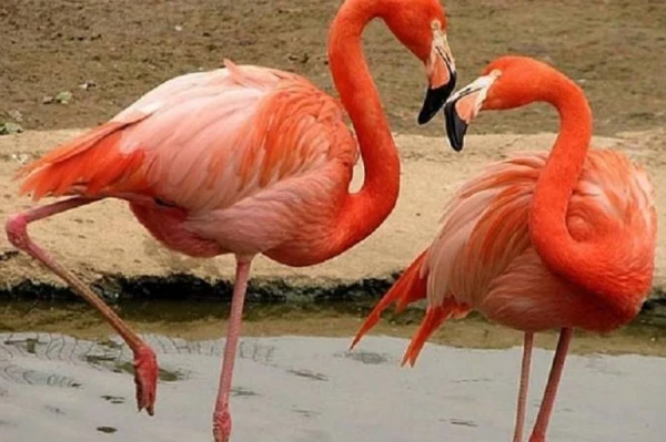 Fashionable Feathered: Why Flamingos Are Pink