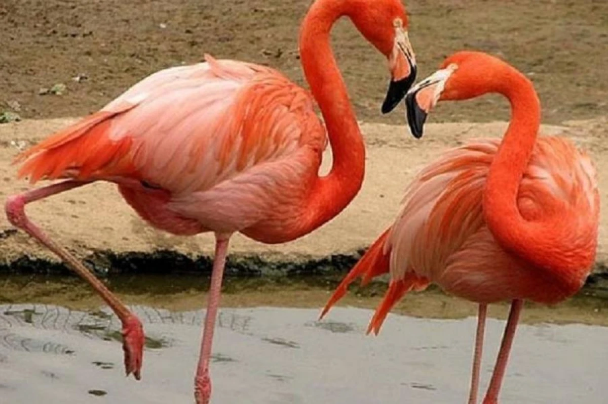 Fashionable Feathered: Why Flamingos Are Pink