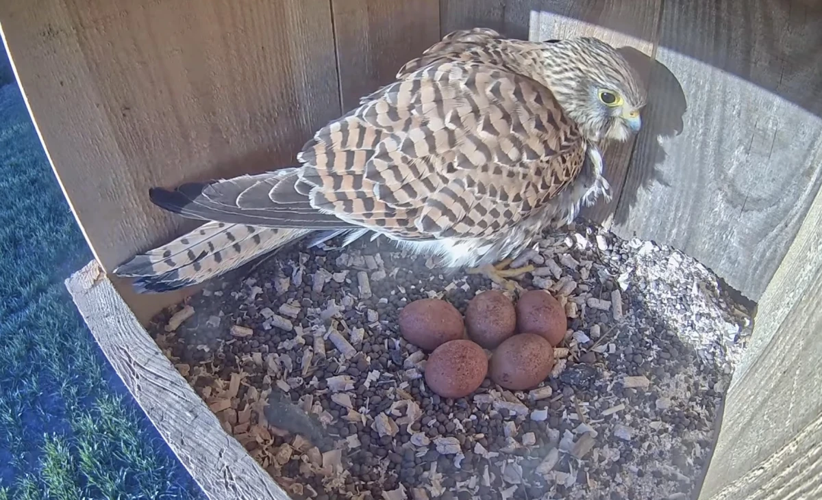 Most nests already have chicks: the active season of online bird watching has begun in Latvia