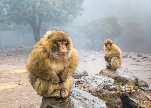 Macaques in Gibraltar Have Started Regularly Eating Soil After Receiving Treats from Tourists