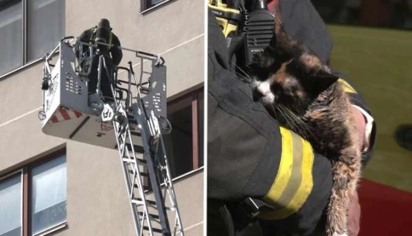 Humanity Above All! Firefighters Rescued and Revived a Cat from the 10th Floor