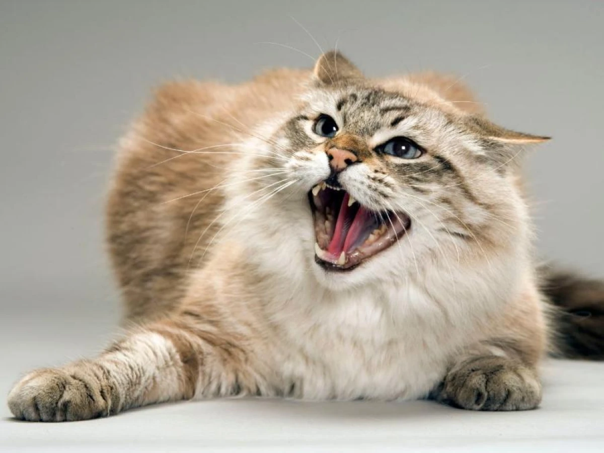New Rules for Cat and Dog Ownership Introduced in the EU: What Changes for Owners and Breeders