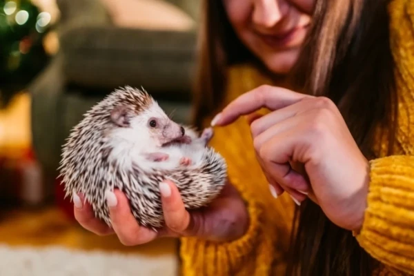 Hedgehogs are stretching out to the gardeners' plots in Latvia. Why is it better not to let them in?