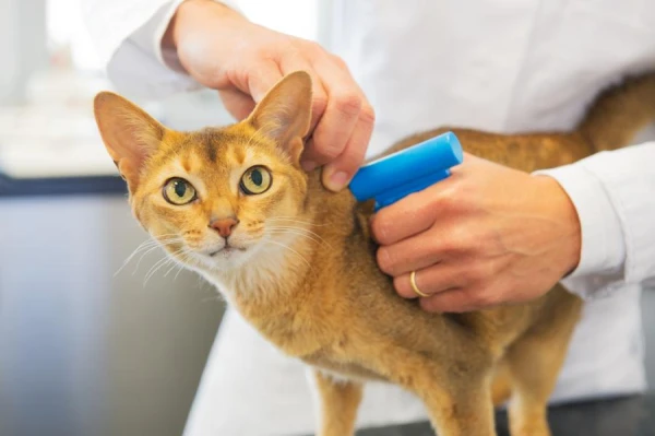 The Pathogen of Pseudotuberculosis Found in a Cat for the First Time in Italy