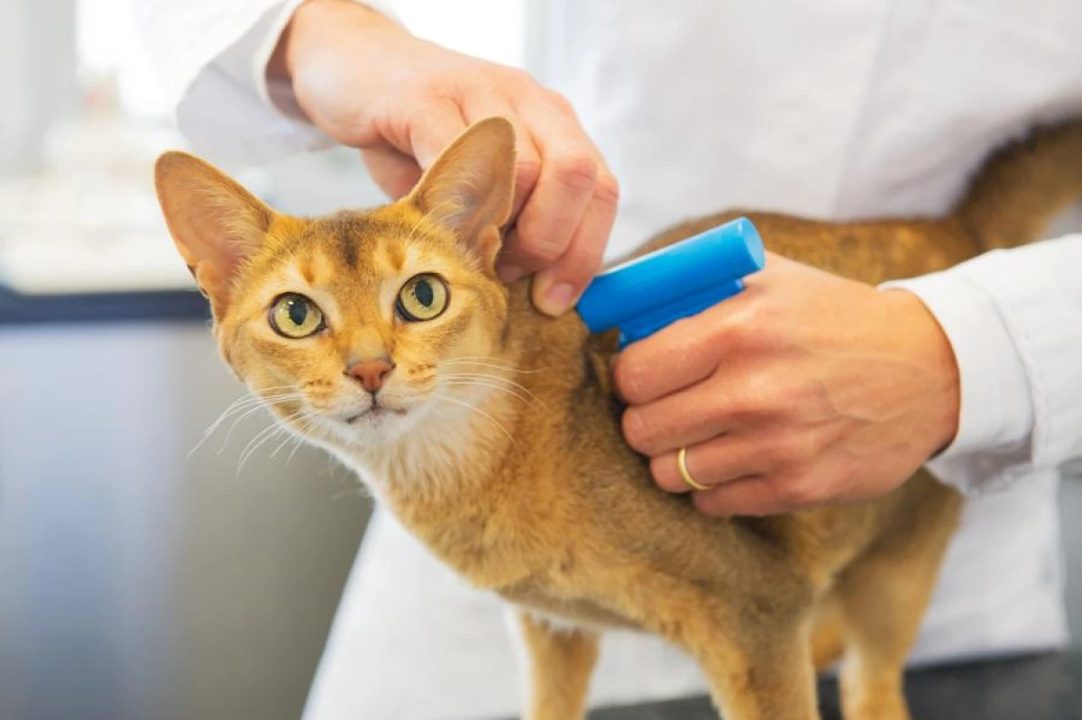 The Pathogen of Pseudotuberculosis Found in a Cat for the First Time in Italy