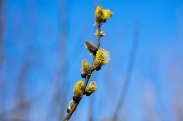 A Dog Trainer Explained Whether Dogs Can Suffer from Allergy to Flowering