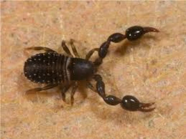How Dangerous Are Pseudoscorpions?
