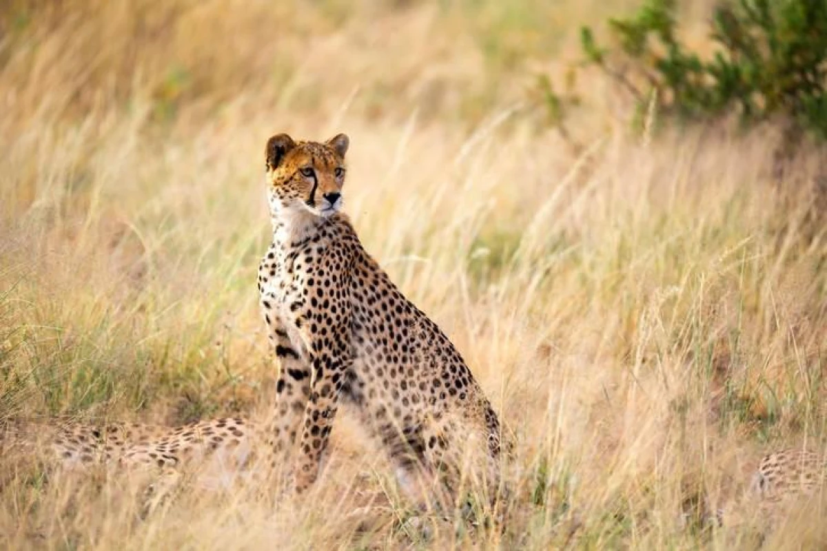 The Irony of Nature: Which Big Cats Have the Smallest Brain