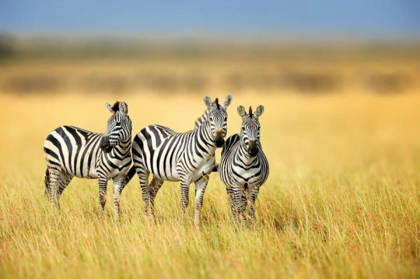 Myths about Zebras: Why Striped Coats Do Not Provide Camouflage