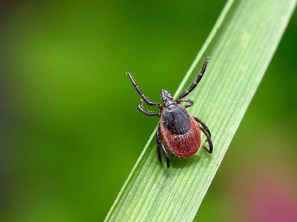 Scientists have determined which dog breeds are most often bitten by ticks
